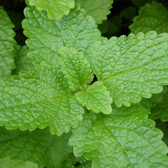 Lemon balm (Melissa officinalis) 0,2g