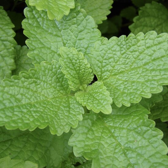 Lemon balm (Melissa officinalis) 0,2g