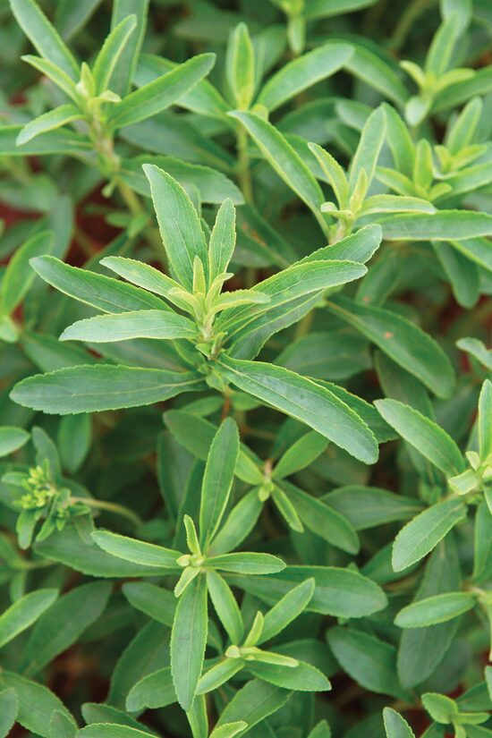Stevia (Stevia rebaudiana), 10 seeds