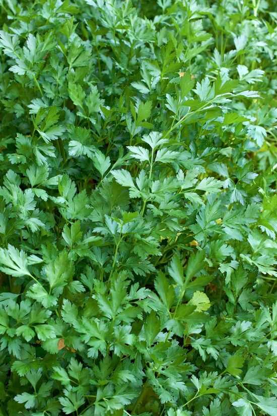 Parsley 'Gigante d'Italia' (Petroselinum crispum var. neapolitanum), 1g
