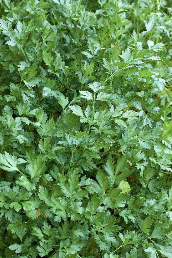 Parsley 'Gigante d'Italia' (Petroselinum crispum var. neapolitanum), 1g