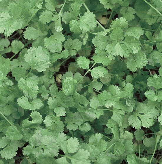 Coriander (Coriandrum sativum), 1g