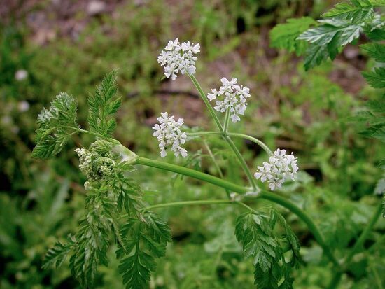 Kārvele (Anthriscus cerefolium) 0,5g