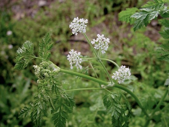 Chervil (Anthriscus cerefolium) 0,5