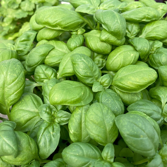 Basil "Genovese" (Ocimum basilicum) 0,2g