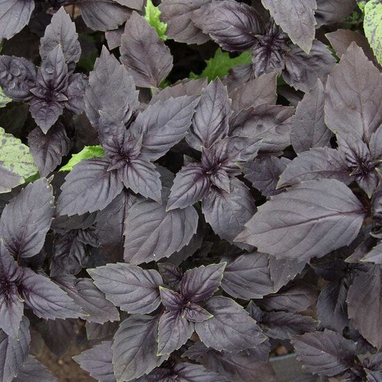 Basil 'Red Shiraz' (Ocimum basilicum) 0,1g