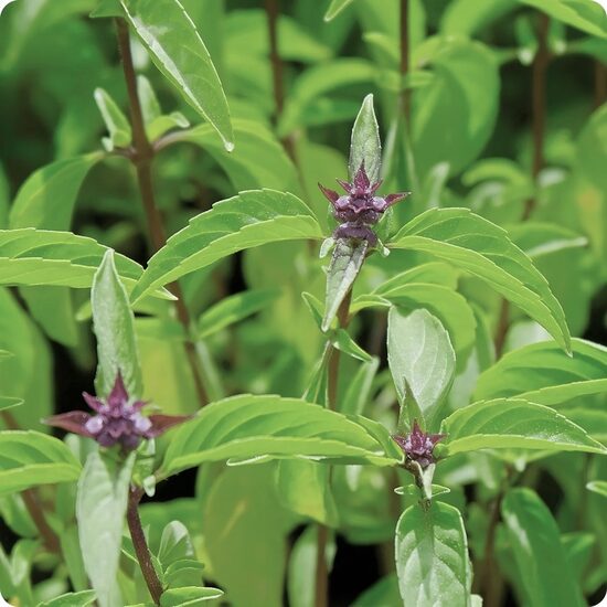 Thai basil (Ocimum basilicum var. thyrsiflora) 0,1g