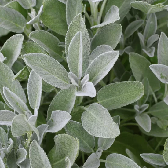 Sage (Salvia officinalis) 0,2g