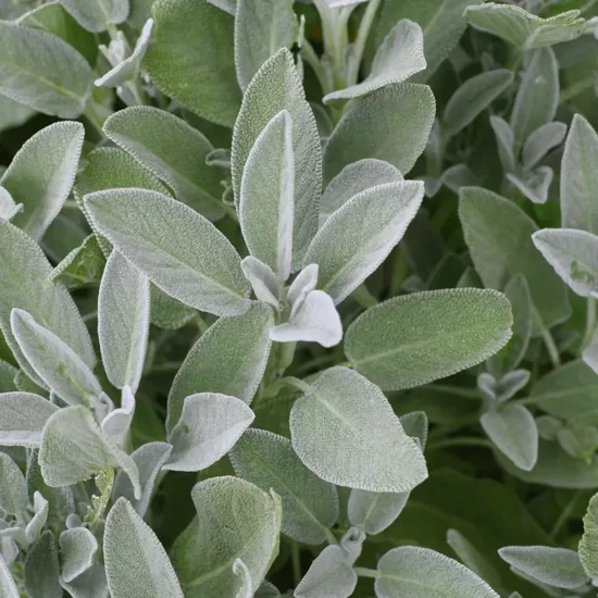 Ārstniecības salvija (Salvia officinalis) 0,2g