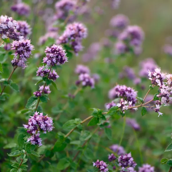 Oregano (Origanum vulgare) 0,2g 