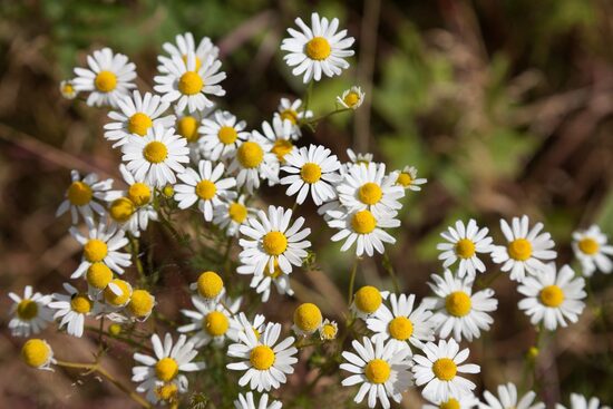 Chamomile (Matricaria chamomilla) 0,2g