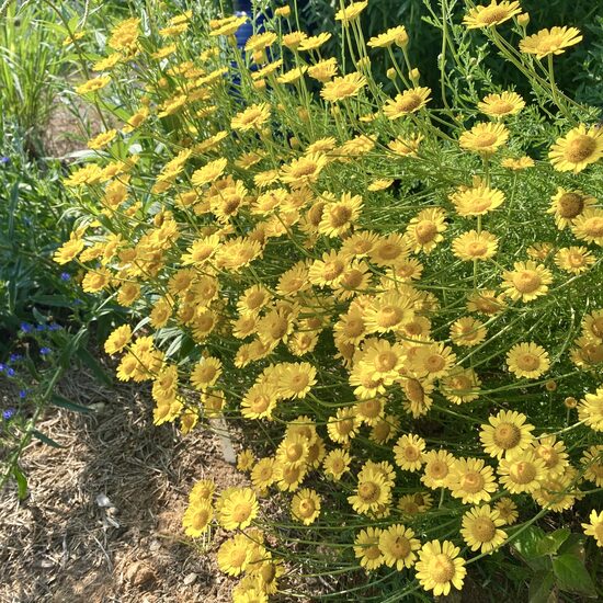 Golden marguerite (Anthemis tinctoria) 0,1g