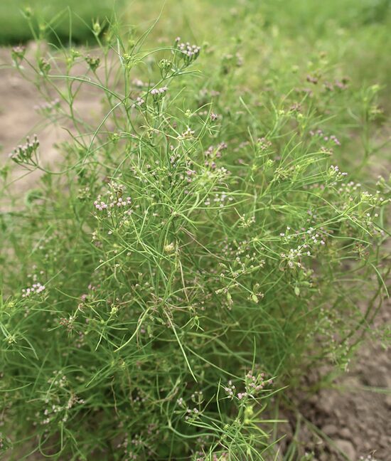 Cumin (Cuminum cyminum), 1g