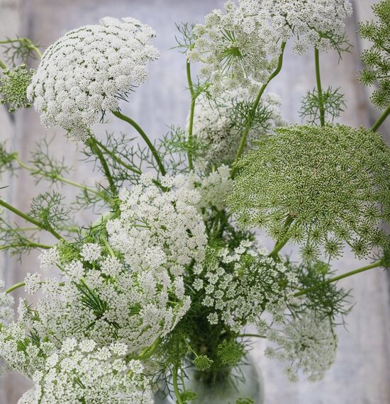Lielā ammija "Queen of Africa" (Ammi majus), 20 sēklas