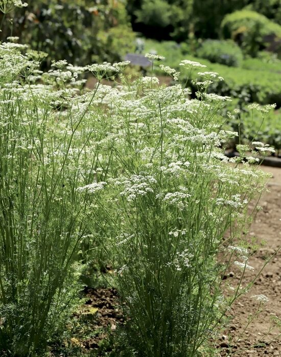 Caraway (Carum carvi), 2g