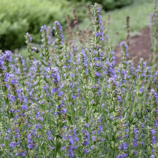 Hyssop (Hyssopus officinalis) 0,1g