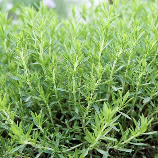 Tarragon (Artemisia dracunculoides) 0,1g 