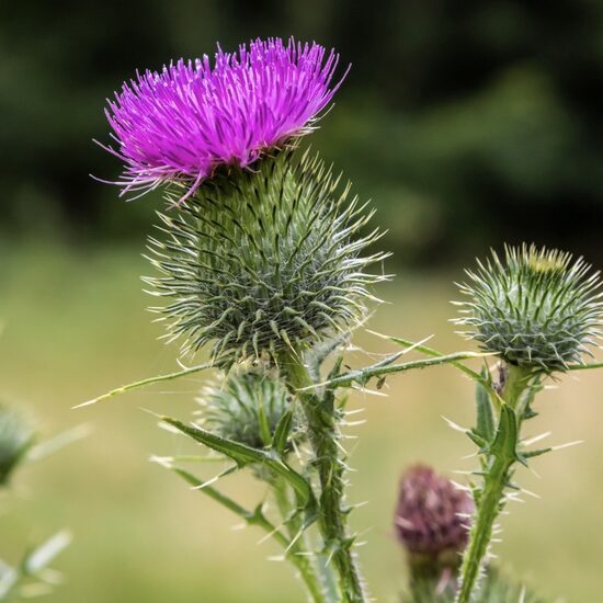 Milk thistle (Silybum marianum), 1g