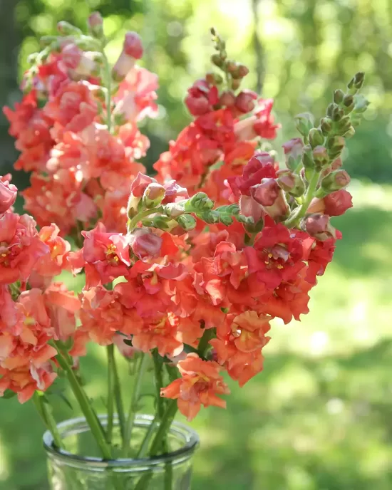 Snapdragon 'Madame Butterfly Bronze' F1 (Antirrhinum majus), 20 seeds