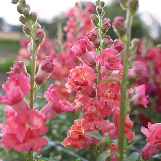 Lauvmutīte 'Madame Butterfly Cherry Bronze' F1 (Antirrhinum majus), 20 sēklas