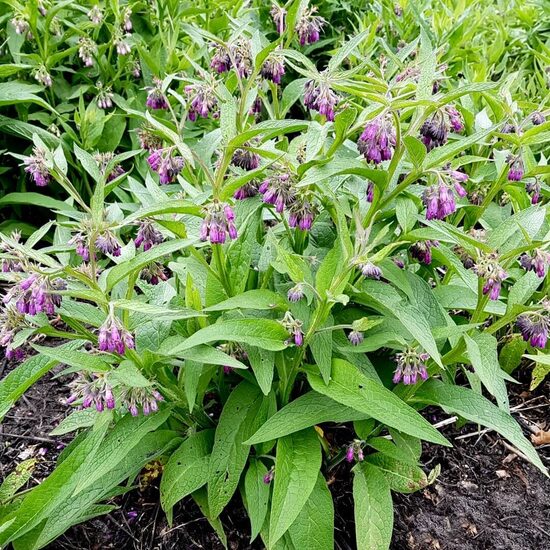 Ārstniecības tauksakne (Symphytum officinale), 5 sēklas