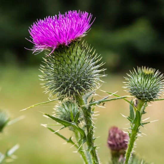 Milk thistle (Silybum marianum), 1g