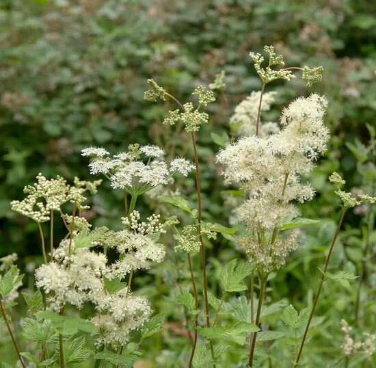Parastā vīgrieze (Filipendula ulmaria) 0,1g