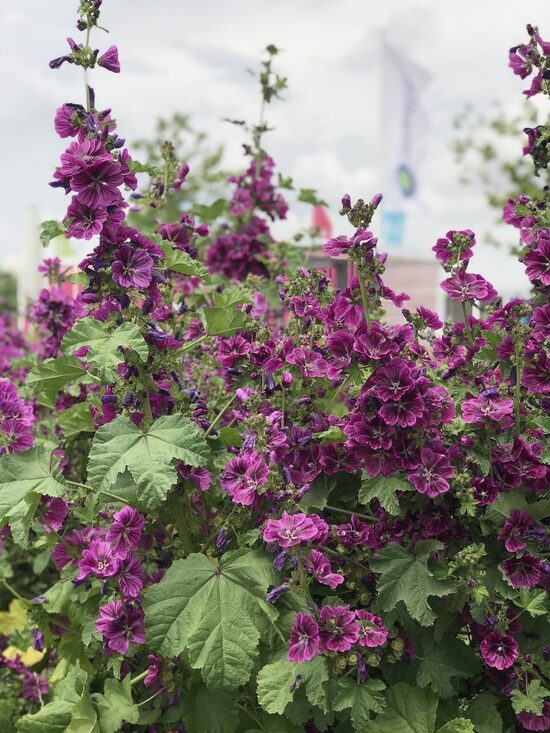 Meža malva (Malva sylvestris)