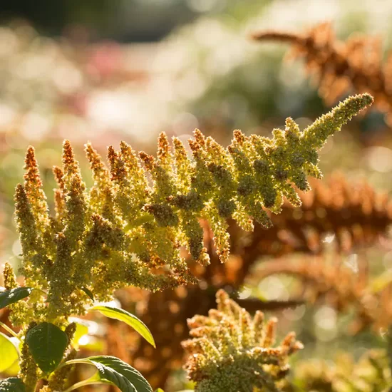 Amarants "Autumn's touch" (Amaranthus cruentus)