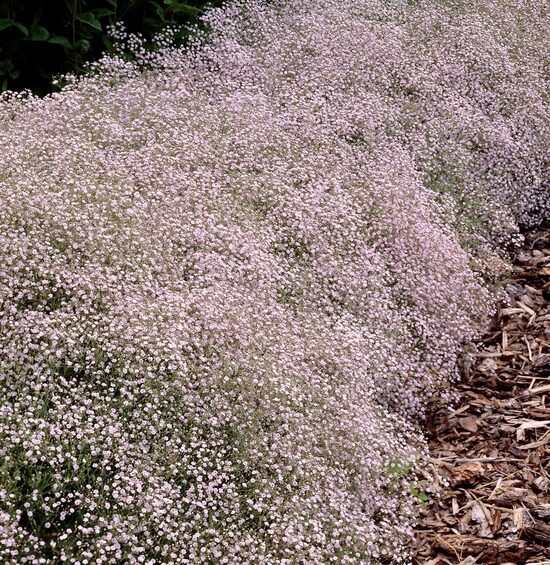 Klusā okeāna ģipsene (Gypsophila pacifica) 0,2g