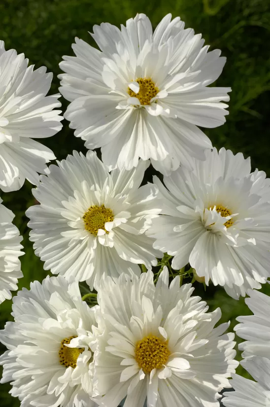 Divplūksnu kosmeja, "Fizzy white" (Cosmos bipinnatus)