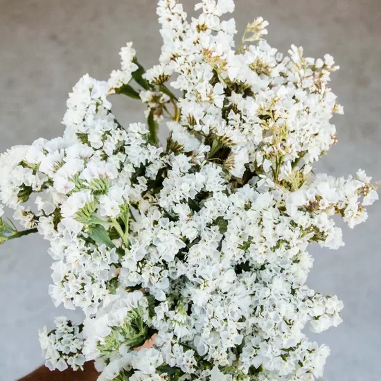 Sea lavender "Iceberg" (Limonium sinuatum) 20 seeds