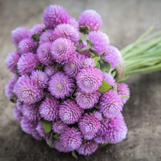 Lodveida gomfrēna 'Lavander lady' (Gomphrena globosa), 20 sēklas