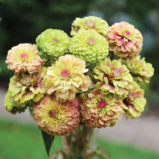 Common zinnia 'Queen Lime Blush' (Zinnia elegans)