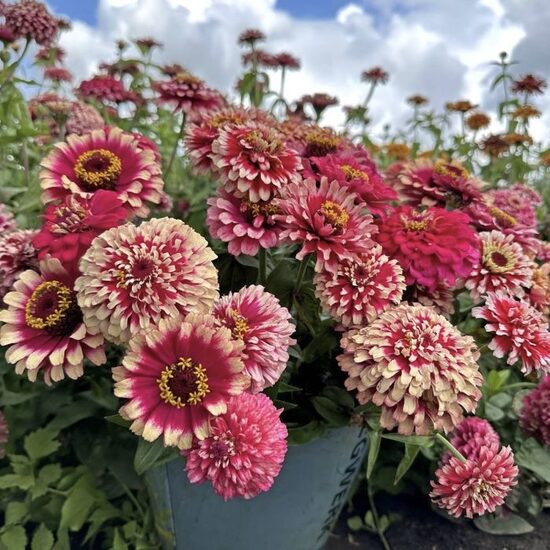 Gleznā cinnija "Mazurkia" (Zinnia elegans)