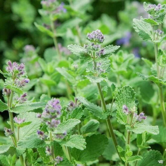 Catnip (Nepeta cataria) 0,1g