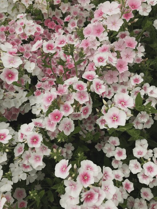 Drumonda floksis "Blushing Bride" (Phlox drummondii) 0,1g
