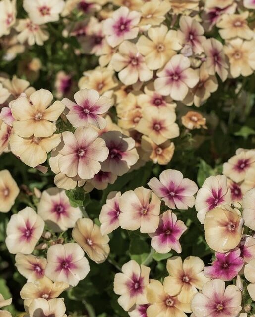 Annual phlox 'Cherry Caramel' (Phlox drummondii) 0,1g