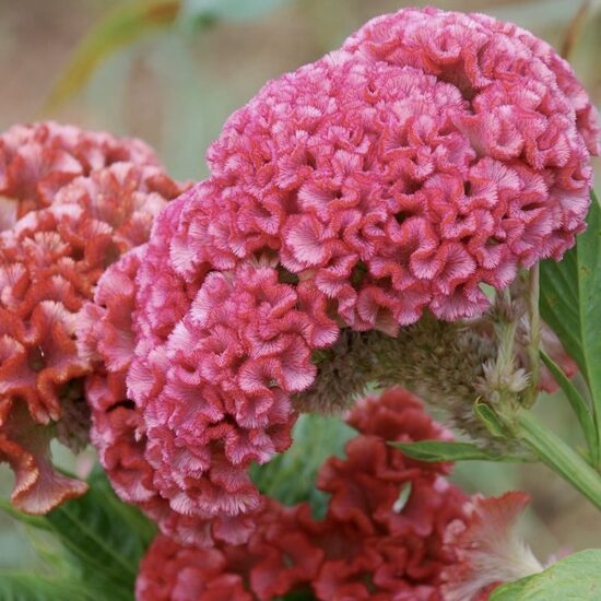 Sekstainā celozija "Chief Rose" (Celosia cristata), 20 sēklas
