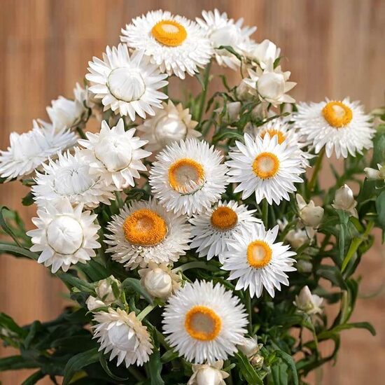 Strawflower ‘King Size Silvery White’ (Helichrysum bracteatum) 0,2g
