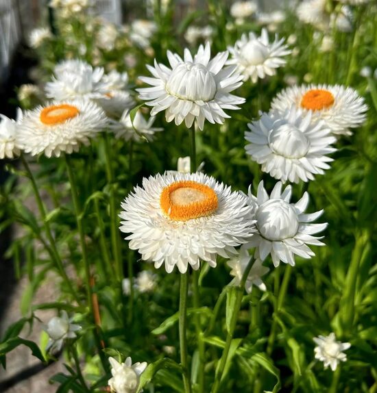Strawflower ‘King Size Silvery White’ (Helichrysum bracteatum) 0,2g