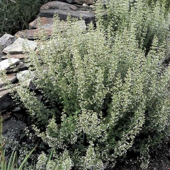 Kaķumētras kalnumētra "Marvelette white" (Calamintha nepeta), 10 sēklas