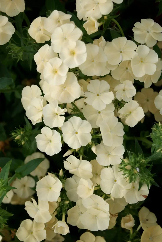 Drumonda floksis "Isabellina" (Phlox drummondii grandiflora) 0,1g