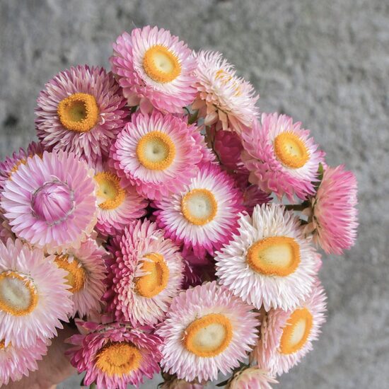 Strawflower ‘Silvery Rose’ (Helichrysum bracteatum) 0,2g