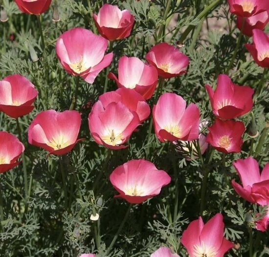 Ešolcija "Carmine King" (Eschscholzia californica) 0,1g