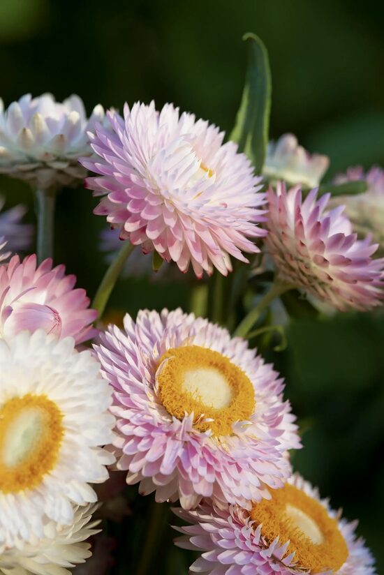 Strawflower ‘Silvery Rose’ (Helichrysum bracteatum) 0,2g