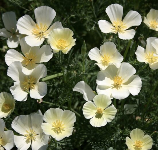 Ešolcija "Milky White" (Eschscholzia californica) 0,1g