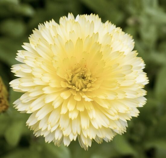 Kliņģerīte "Cream Beauty" (Calendula officinalis), 1g