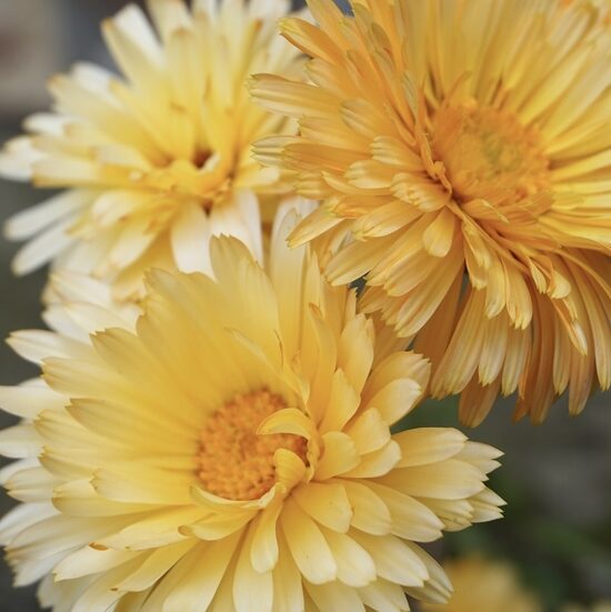 Kliņģerīte "Apricot Beauty" (Calendula officinalis), 1g