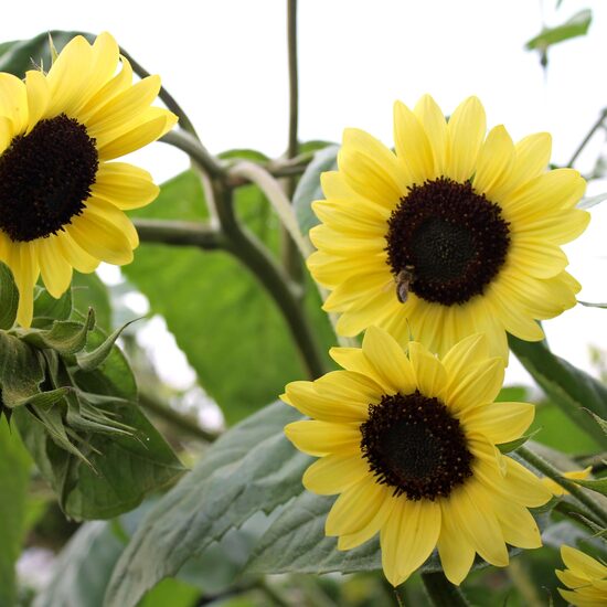 Sunflower “Moonshine” (Helianthus annuus) 0,5g